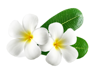 Allure Beauty Esthetics